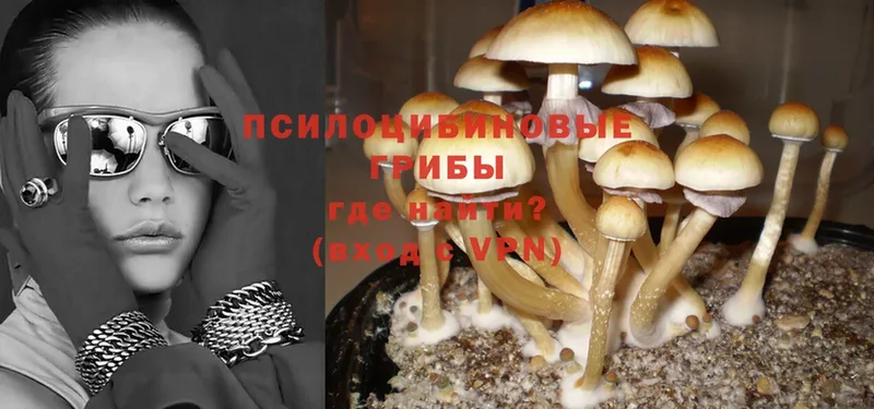 Галлюциногенные грибы MAGIC MUSHROOMS  где можно купить   Городец 